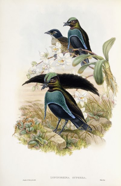Superb Bird of Paradise by John Gould