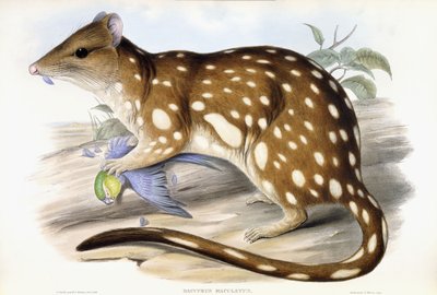 Tiger Quoll by John Gould