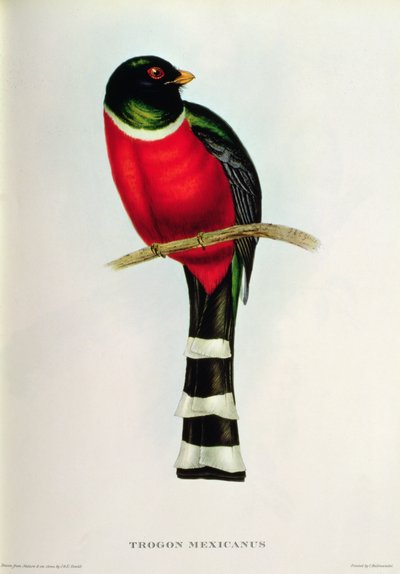 Trogon Mexicanus by John Gould