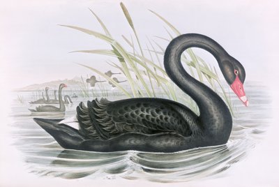 Unknown Image by John Gould