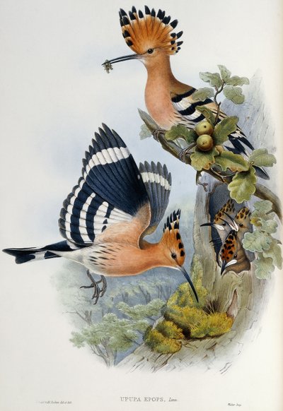 Upupa Epops by John Gould