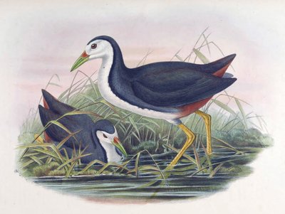 White-breasted Waterhen Amaurornis phoenicurus (Pennant) by John Gould