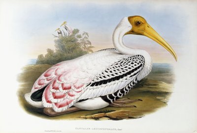 White-headed Ibis by John Gould