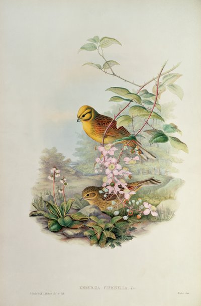 Yellowhammer by John Gould