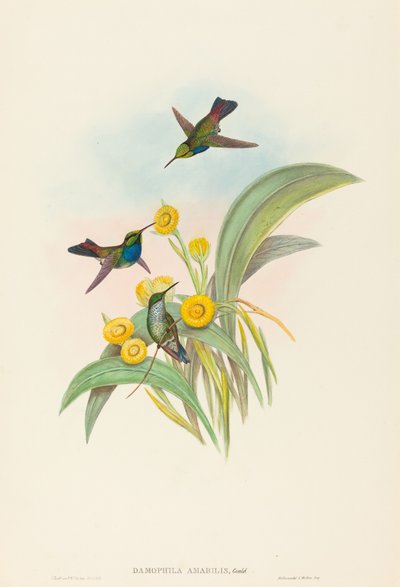 Damophila amabilis (Blue-breasted Hummingbird) by John Gould and H.C. Richter