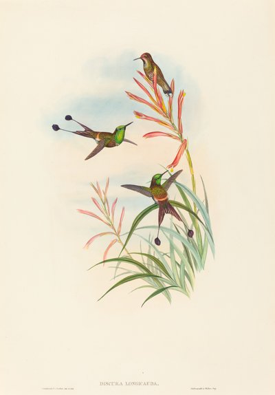 Racket-Tail by John Gould and H.C. Richter