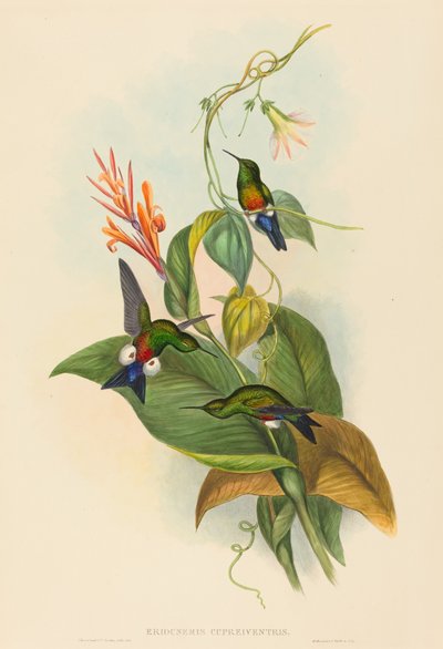 Coppery-vented Puff-Leg by John Gould and H.C. Richter