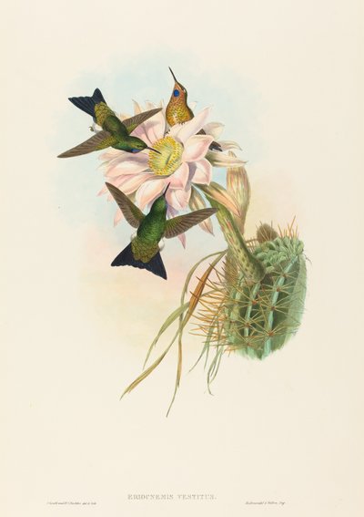 Glowing Puff-Leg by John Gould and H.C. Richter