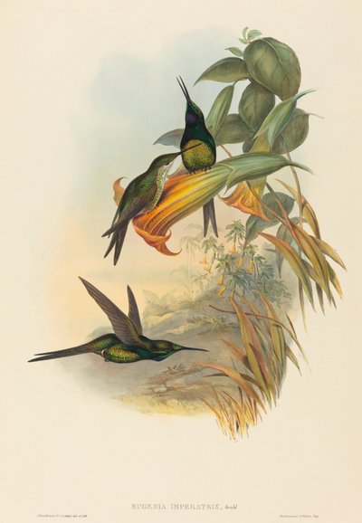 Empress Hummingbird (Eugenia imperatrix) by John Gould and H.C. Richter