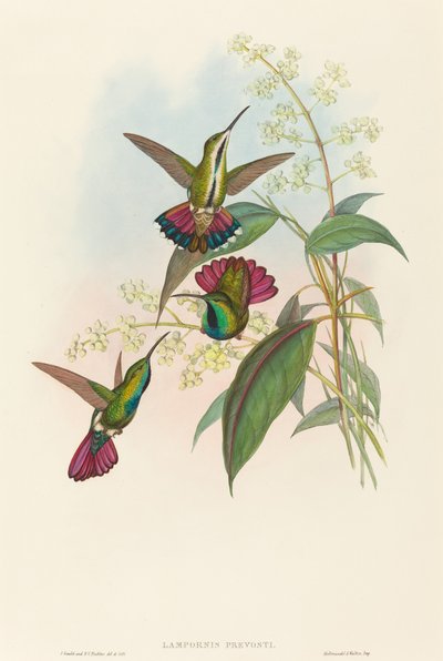 Lampornis prevosti by John Gould and H.C. Richter