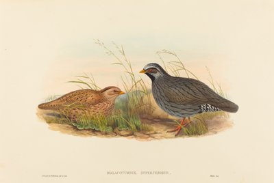 Mountain Quail by John Gould and H.C. Richter