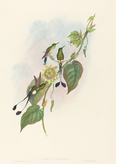 White-footed Racket-Tail by John Gould and H.C. Richter