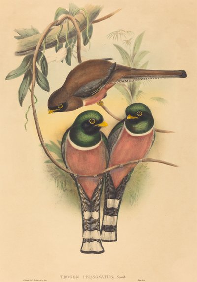 Masked Trogon by John Gould and H.C. Richter