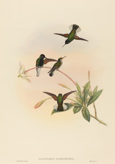 Callipharus nigriventris (Black-bellied Hummingbird) by John Gould and W. Hart
