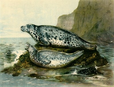 Grey Seal by John Guille Millais