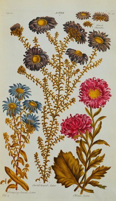 Aster by John Hill