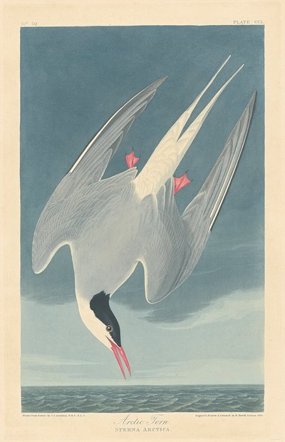Arctic Tern by John James (after) Audubon
