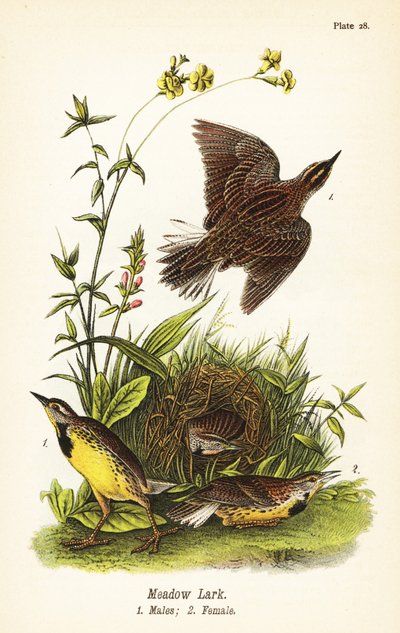 Eastern Meadowlark by John James (after) Audubon