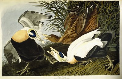 Eider Duck, Male and Female by John James (after) Audubon