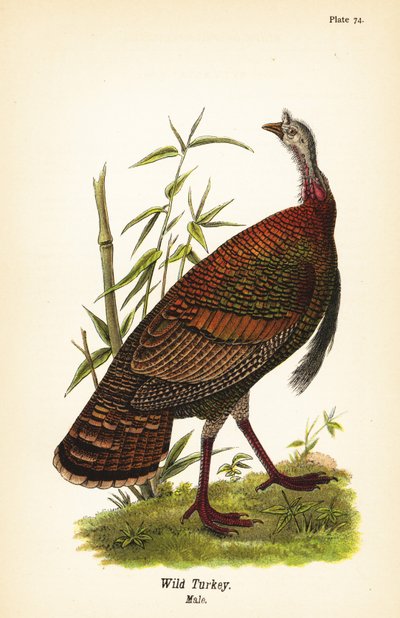 Wild Turkey, Male by John James (after) Audubon