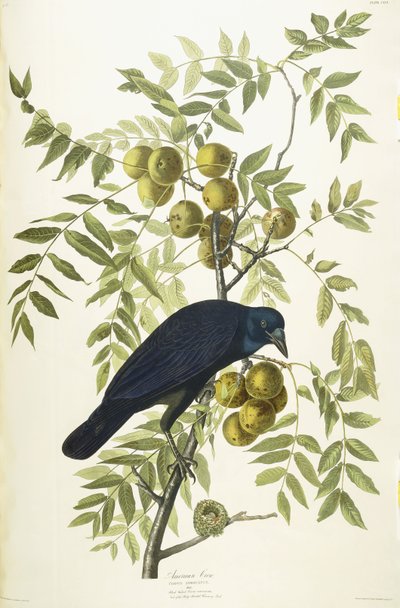 American Crow by John James Audubon