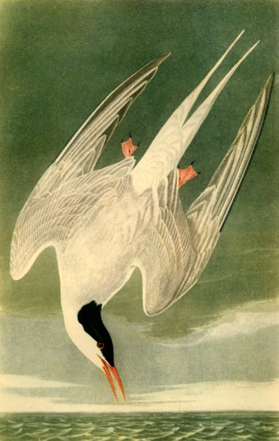 Arctic Tern, 1835 by John James Audubon