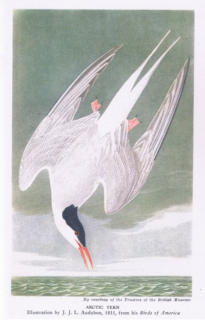 Arctic Tern by John James Audubon