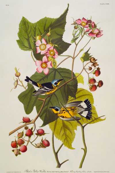 Black and Yellow Warbler. Magnolia Warbler by John James Audubon