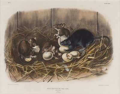 Black Rat by John James Audubon