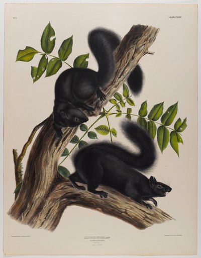 Black squirrel by John James Audubon