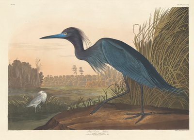 Blue Crane or Heron by John James Audubon