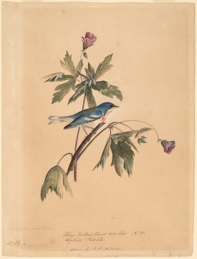 Blue Yellow Back Warbler by John James Audubon