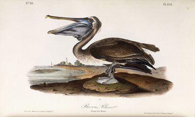 Brown Pelican by John James Audubon