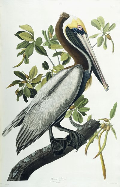Brown Pelican by John James Audubon