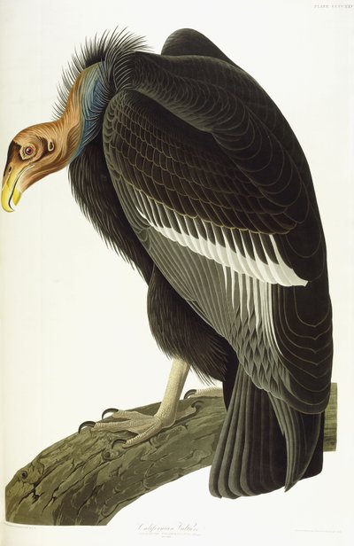 Californian Vulture, Old Male by John James Audubon