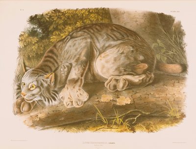 Canada Lynx by John James Audubon