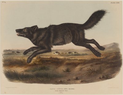 Canis Lupus (Black American Wolf) by John James Audubon
