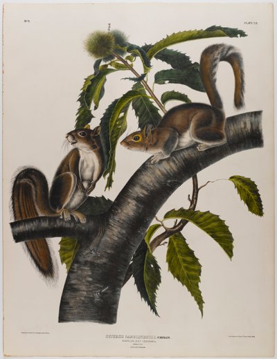 Carolina Grey Squirrel by John James Audubon