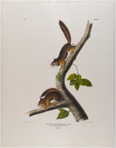 Columbian Squirrel by John James Audubon
