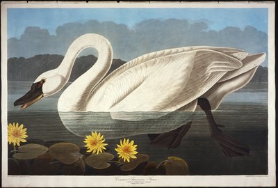 Common American Swan. Whistling Swan by John James Audubon