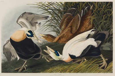 Eider Duck, 1835 by John James Audubon