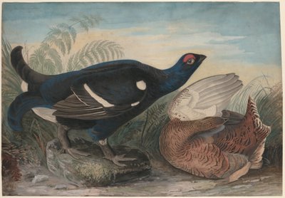English Black Cocks by John James Audubon