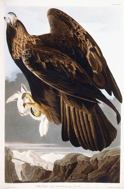 Golden Eagle, 1833 by John James Audubon