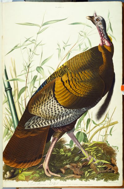 Great American Beck Male. Wild Turkey by John James Audubon