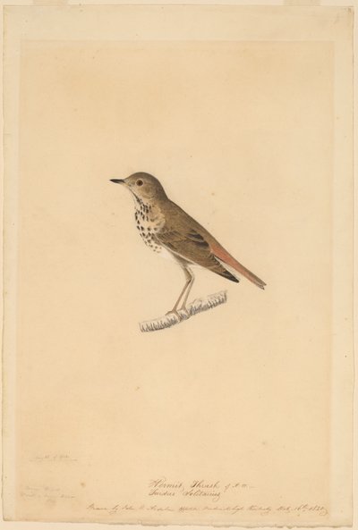 Hermit Thrush by John James Audubon