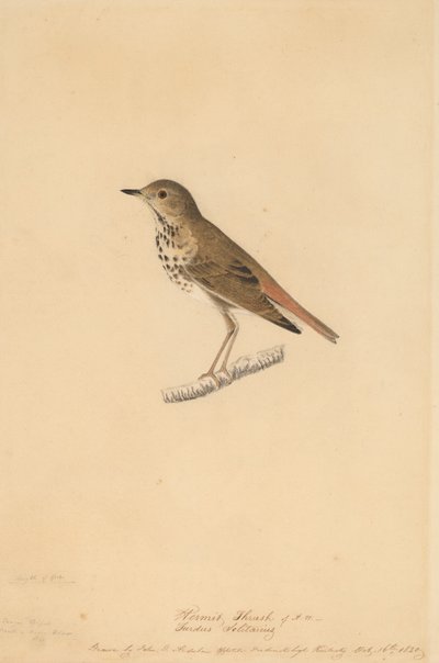 Hermit Thrush, 1820 by John James Audubon