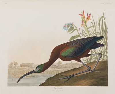Illustration from 