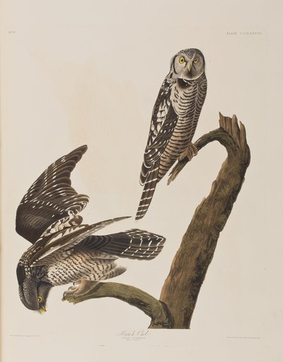 Illustration from 