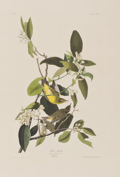 Illustration from 