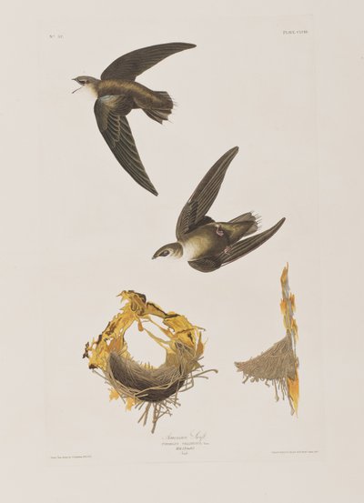 Illustration from 